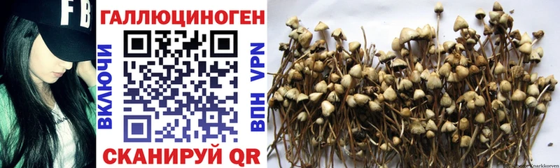 Псилоцибиновые грибы Psilocybine cubensis  kraken ссылки  Северобайкальск 